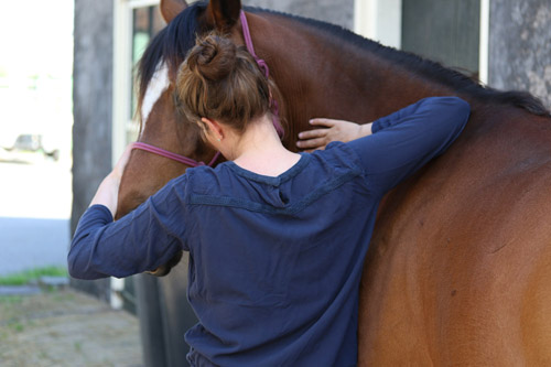 Annemarijn Laan lezing osteopathie paard